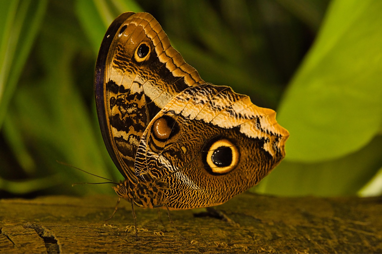 Download free HD stock image of Butterfly Insect Free Butterfly Insect photo and picture