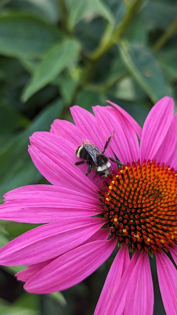 Free Bee Coneflower photo and picture