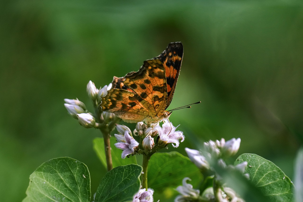Comma Looking Insect Comma Butterfly Insect Leopard - Free photo on Pixabay - Pixabay