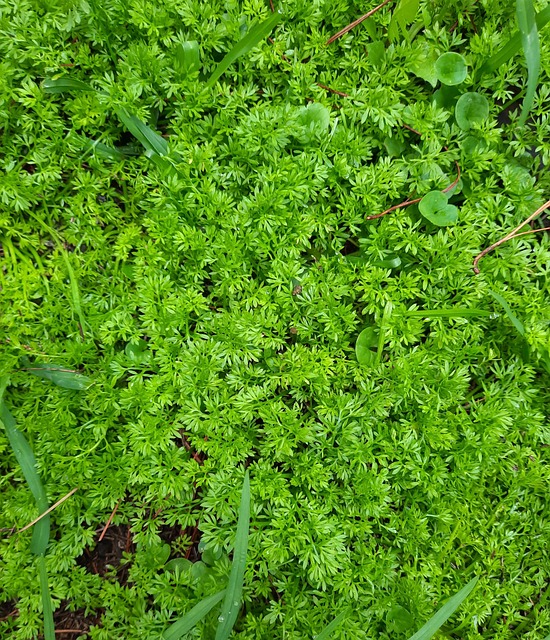 Eng, Græsgange, Grøn, Natur, Skov