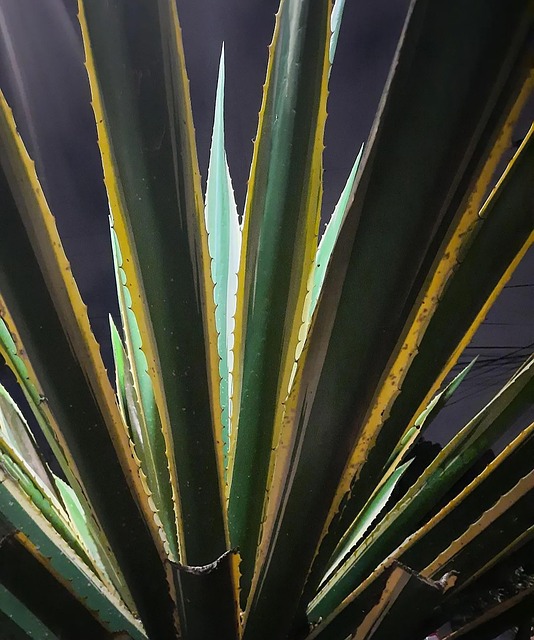 Nat, Maguey, Aloe Vera, Plante, Kaktus