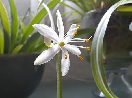 Blomst, At Blomstre, Hvid Blomst, Plante