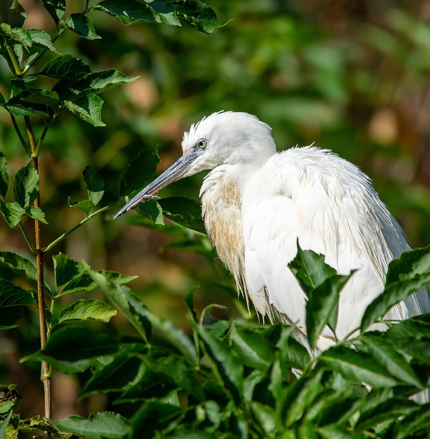 Free Bird Heron photo and picture