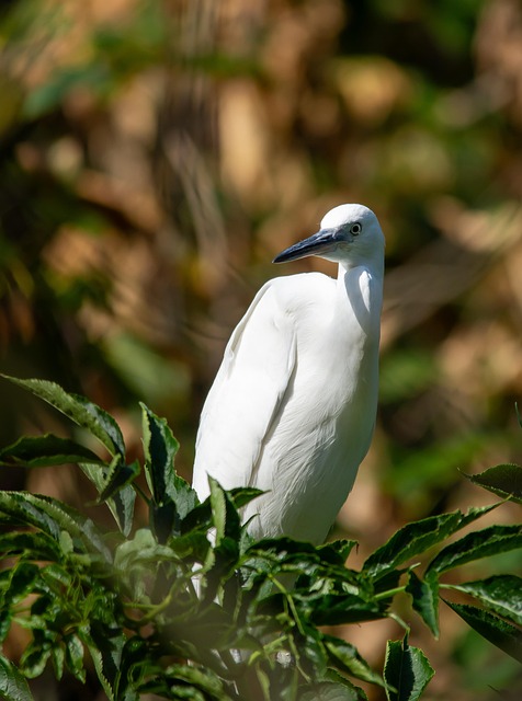 Free Heron Bird photo and picture