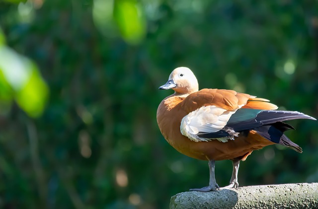 Free Wildlife Photography Duck photo and picture