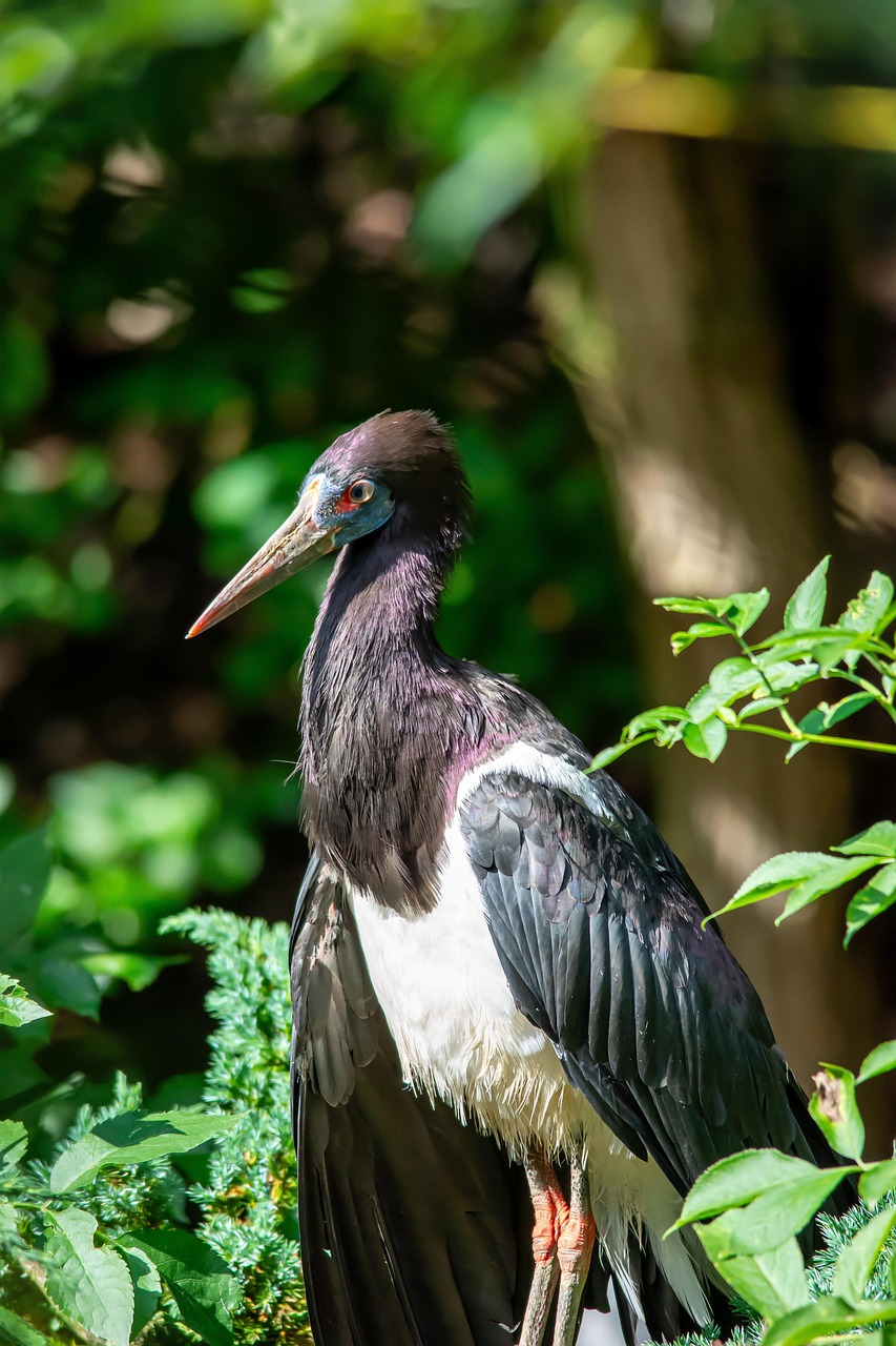 Stork Fugl Dyr Svart - Gratis foto på Pixabay - Pixabay