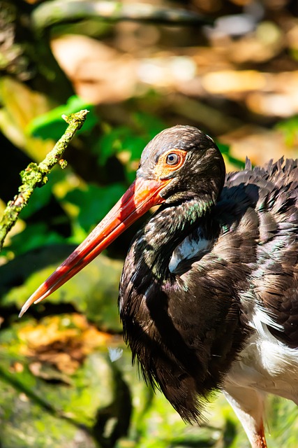 Free Wildlife Photography Zoo photo and picture