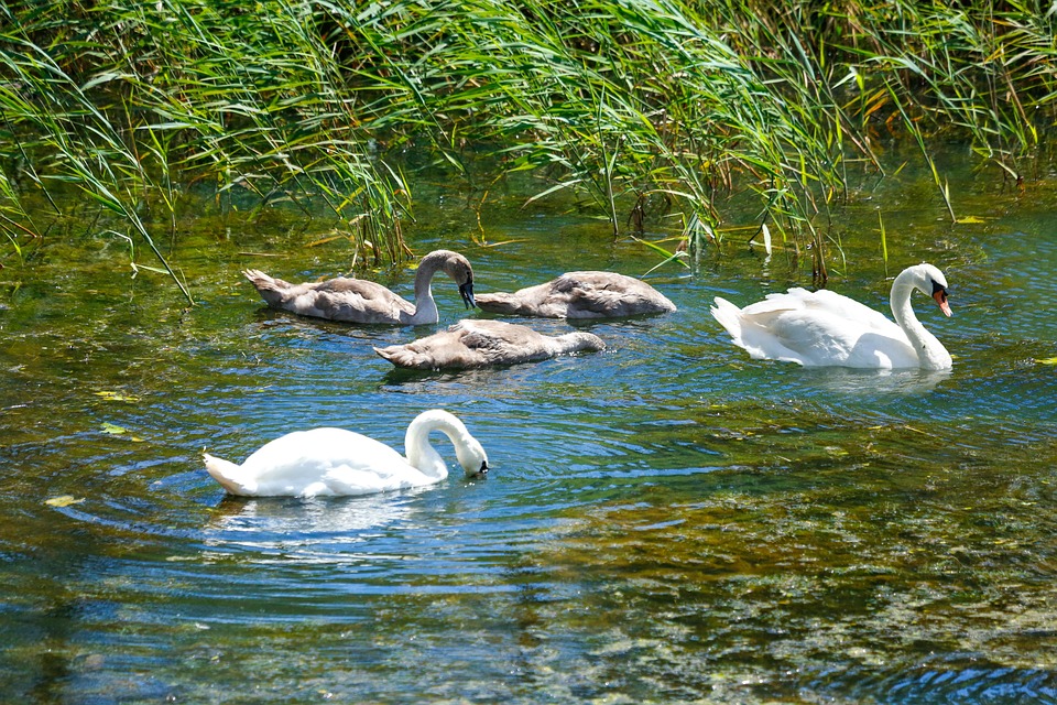 ARE SWANS SOCIAL ANIMALS intelligence overview
