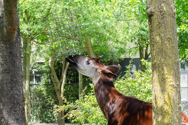 Okabi, Animal, Jardim Zoológico, Comida