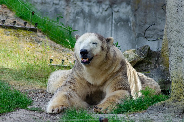 Urso Polar, Animal, Natureza