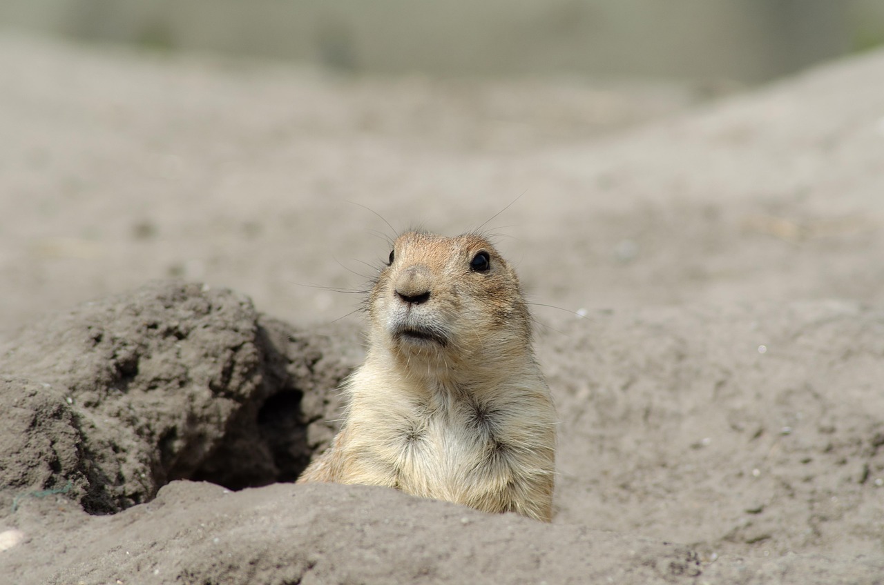 Chien De Prairie Animal Nature Photo gratuite sur Pixabay Pixabay