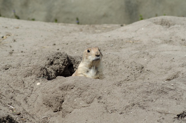 Cão Da Pradaria, Areia, Roedor, Olhar