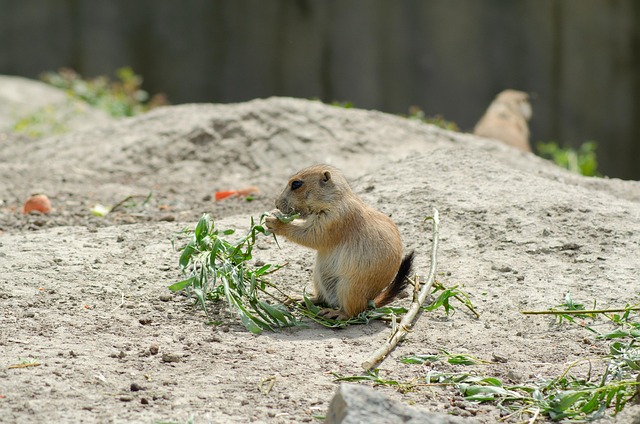 Cão Da Pradaria, Areia, Alimentar