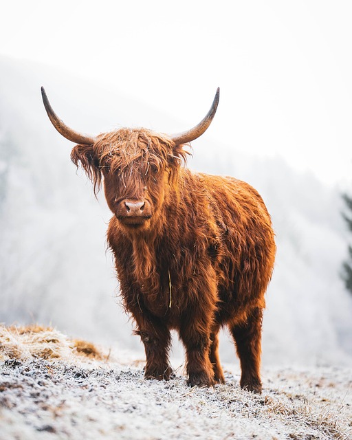 highland cattle, cow, cattle, mammal, animal, scottish, scotland, wildlife, horns, nature