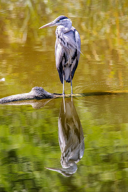 Reiher, Vogel, Tier, Schnabel, Federn