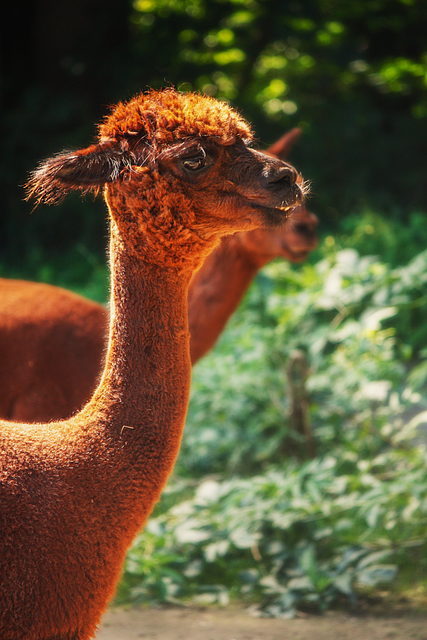 Free Alpaca Mammal photo and picture