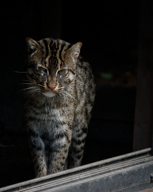 Free Cat Mammal photo and picture