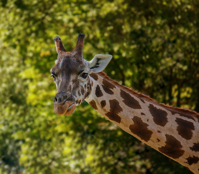 Free Giraffe Mammal photo and picture