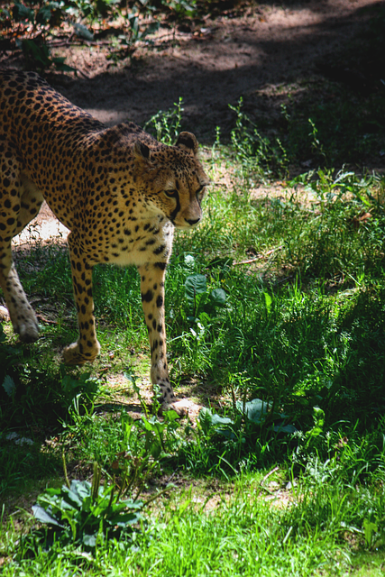 Free Cheetah Mammal photo and picture