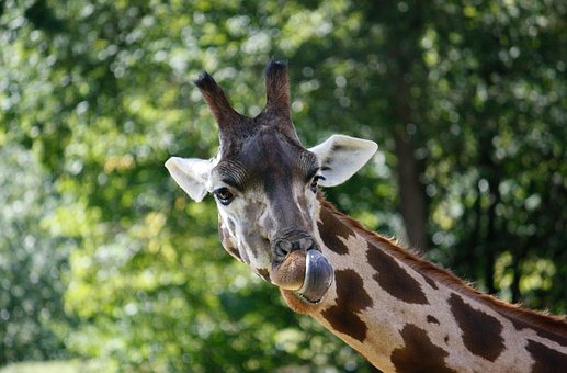 Free Giraffe Mammal photo and picture