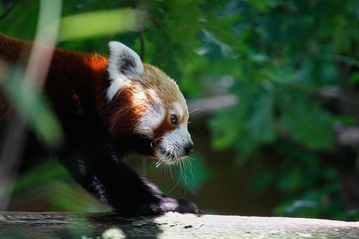 Free Red Panda Panda photo and picture