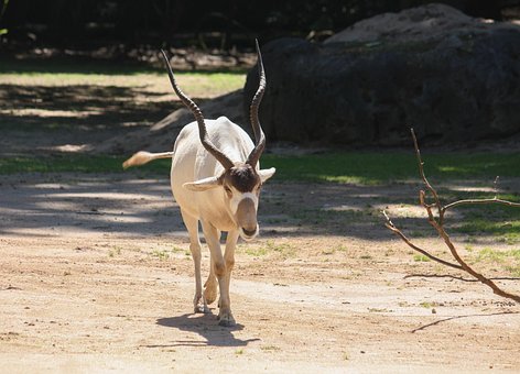 Free Addax Mammal photo and picture
