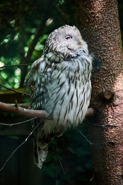 Free Owl Bird photo and picture