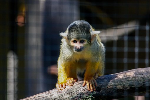 Free Squirrel Monkey Animal photo and picture