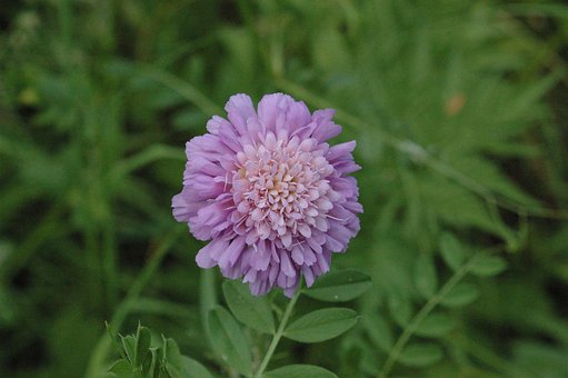 Blomst, Natur, Blomstre