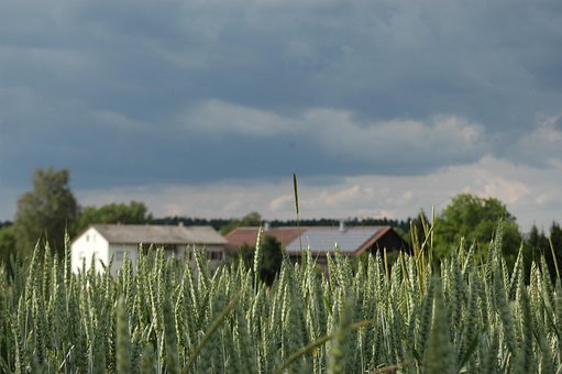Mark, Hvede, Korn, Hus, Grøn, Natur
