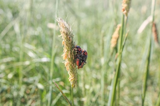 Free Beetles Pair photo and picture