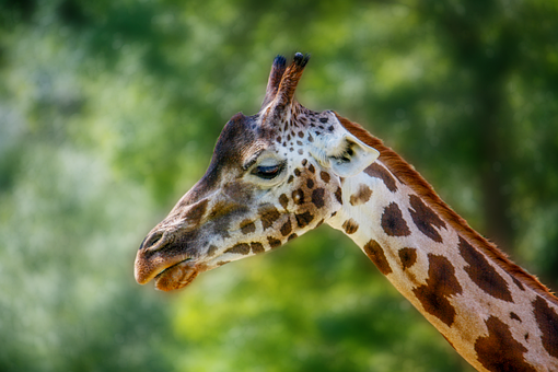 Free Giraffe Animal illustration and picture