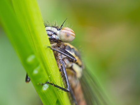 Libelle, Insekt, Gras, Makro