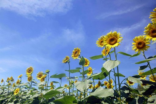 Free Sunflowers Sunflower Field photo and picture