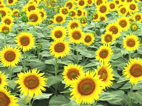 Free Ai Generated Sunflower illustration and picture