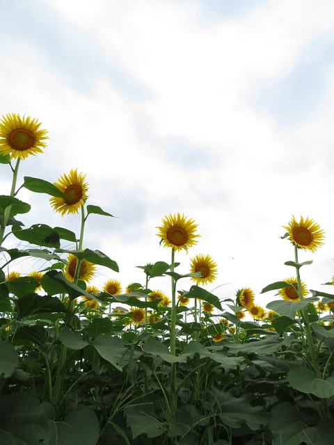 Free Sunflower Summer photo and picture