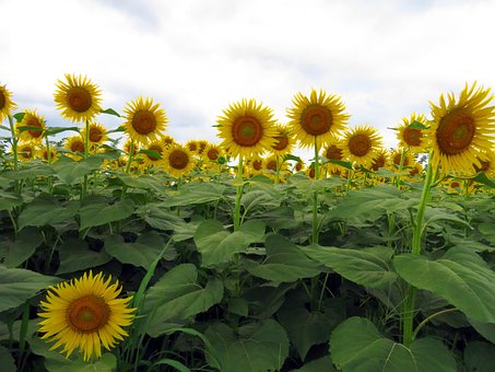 Free Sunflower Summer photo and picture