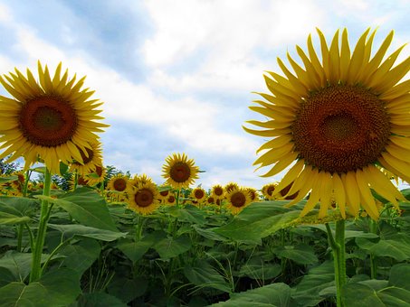 Free Sunflower Summer photo and picture