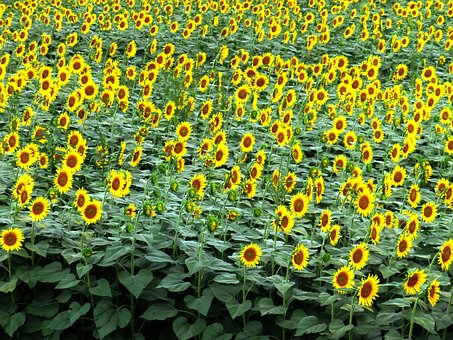 Free Sunflowers Sunflower Filed photo and picture