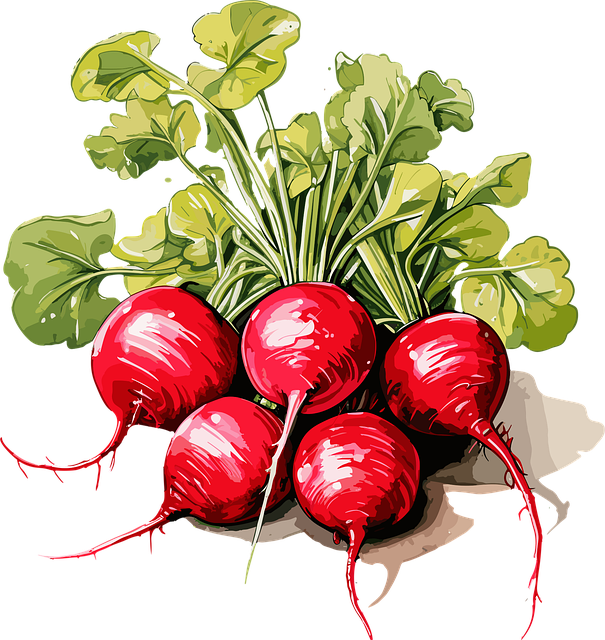 Free ai generated radish vegetables vector