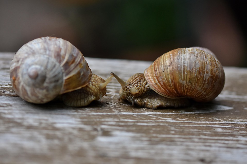 Is Snail Shellfish Snail Snails Shellfish - Free photo on Pixabay - Pixabay