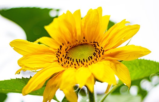 Flor, Girassol, Amarelo, Contraste