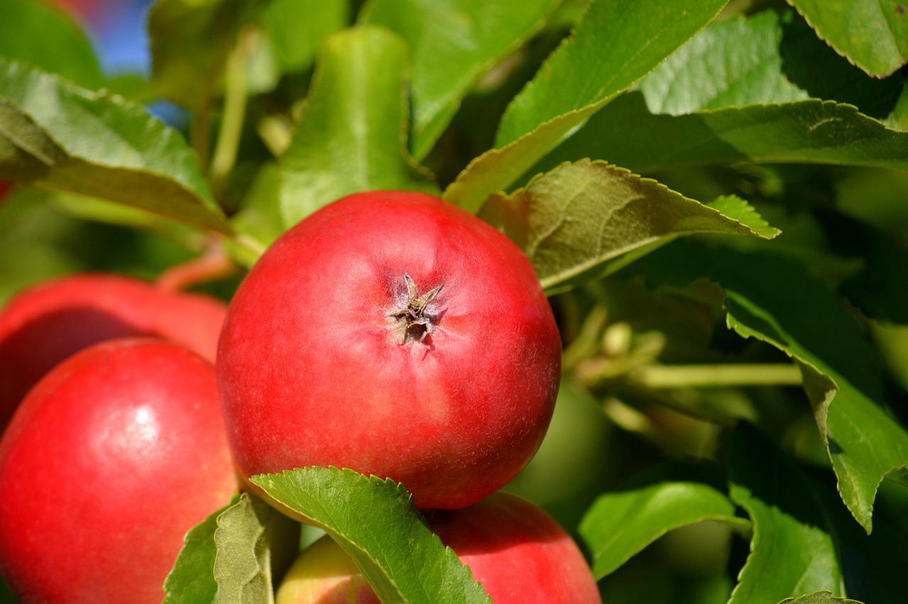 Apples Royal Gala Red Free photo on Pixabay Pixabay