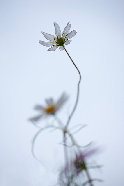 宇宙, 花, 空间, 大自然, 景观, 野花, 白, 背景, 天空