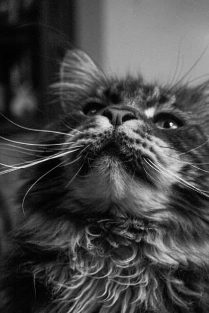 Free Maine Coon Cat photo and picture