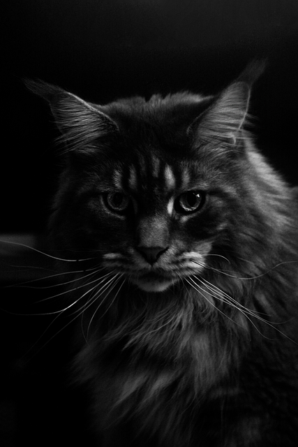 Free Maine Coon Cat photo and picture