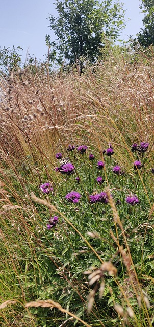 Free Flowers Herbs photo and picture