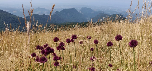 Free Flowers Landscape photo and picture