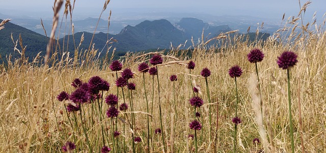 Free Flowers Nature photo and picture