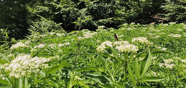 Free Herbs Green photo and picture